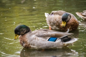 Canard Colvert